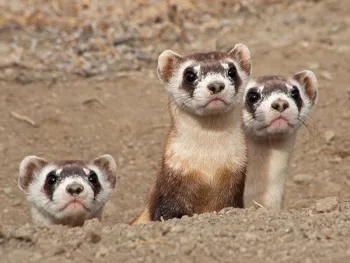 three black footed ferrets peaking their heads above ground