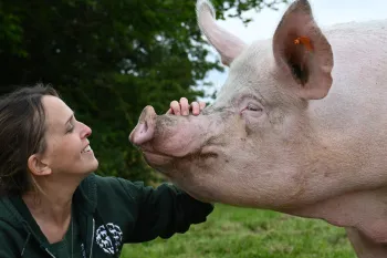 Person petting pig's snout in a green field.
