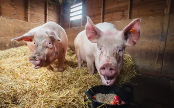 Rescue Pigs