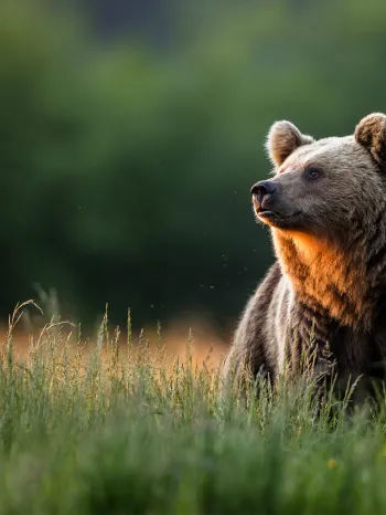 A brown bear in tall grass