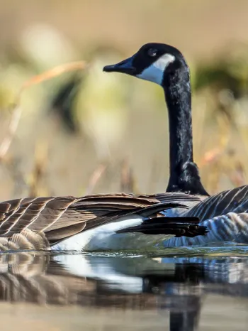 Canada geese swimming in water