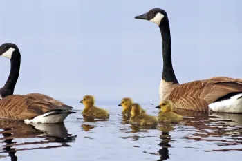 Family of canada geese
