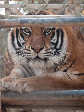 Captive tiger left alone and distressed in a cage between performances.