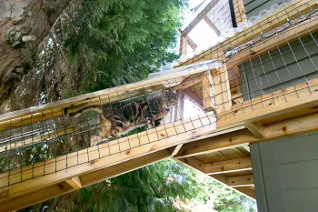 cat climbing in catio