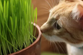 tabby cat getting close to some potted grass