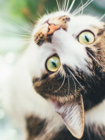 Pretty tabby cat sitting next to a toxic pointsetta