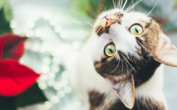 Pretty tabby cat sitting next to a toxic pointsetta