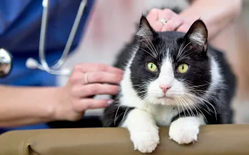 Black and white cat being checked out by a veternarian