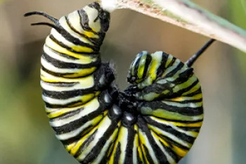 Caterpillar on a twig