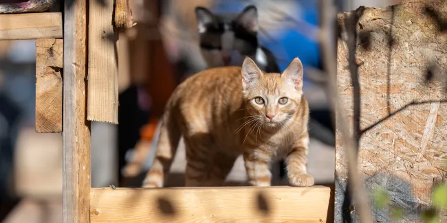 Cat on wooden ledge