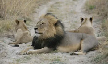Cecil and his cubs