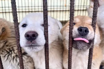 Rescued from a dog meat farm in South Korea