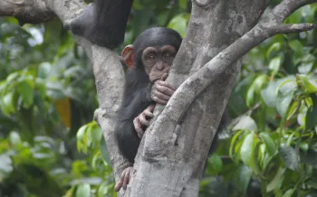 Rescued chimp