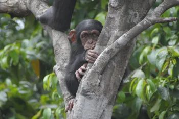 Rescued chimp