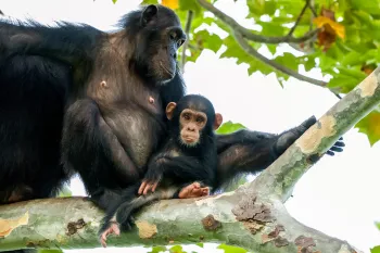 Portrait of a chimp and baby