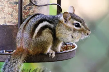 Chipmunk outside, on bird feeder