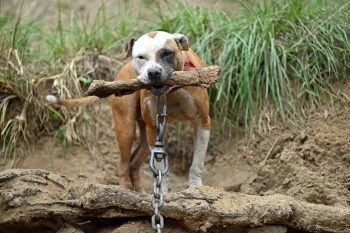 a dog holding a stick in its mouth