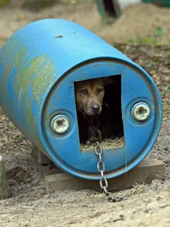 Rescued from dogfighting in Florida