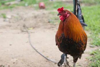 A rooster attached to a tether that was bread for cockfighting