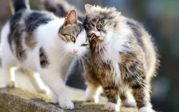 Two outdoor cats, also known as community or feral cats, comfort each other