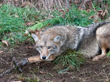 Coyote caught in a leghold trap