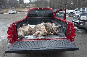 Bodies of coyotes piled in the back of a truck after a killing contest