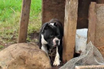 Dog forced to take part in dogfighting.