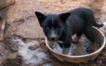 Sad dog standing in a dirty water bowl during New Mexico animal cruelty/animal abuse rescue