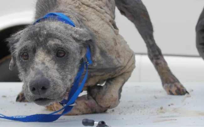 Image of Dahlia a severely hurt dog from a rescue with Humane World's Animal Rescue Team