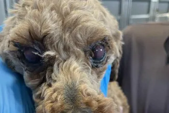 Sick doodle puppy with glazed, crusty eyes is held for a health check
