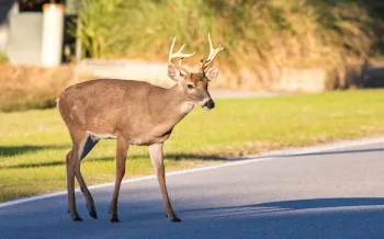 Deer in the road