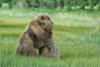 Two grizzly bears hugging during a bout of play fighting, in the grass.