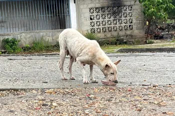 Hungry dog eating after a hurricane