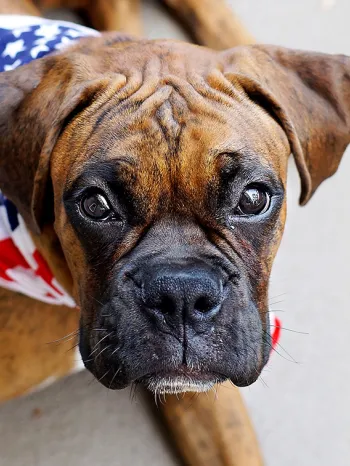 Dog wearing a patriotic bandana