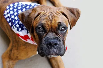 Dog wearing a patriotic bandana
