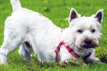 Dog digging in the grass