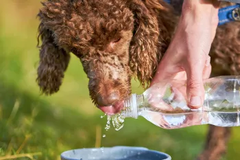 Dog drinking water from a water bottle