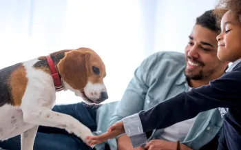 A father and his daughter play with their beagle puppy