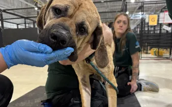 A dog being hand fed