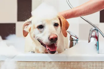 Golden lab taking a bubble bath in a large bath tub