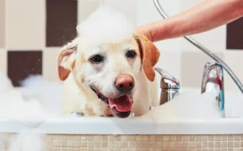 Golden lab taking a bubble bath in a large bath tub