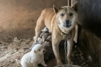 Dog with pups on dog meat farm in South Korea