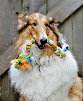 dog with rope toy mouth in front of a fence