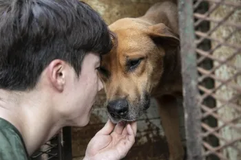 A HSI responder greets a dog at a meat farm rescue