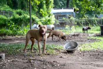 Rescued from dogfighting