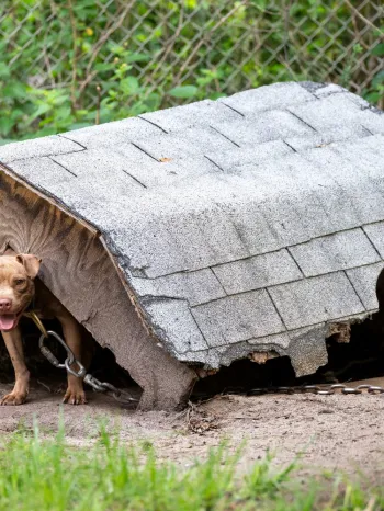Rescued from dogfighting