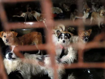 In a slaughterhouse, hundreds of pet dogs await their own death, while they watch as their companions are slaughtered in front of them.