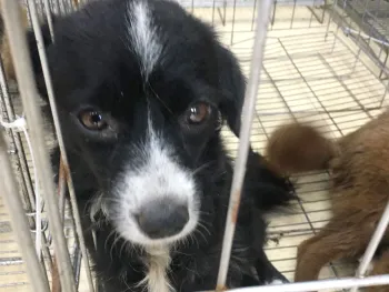 Lily is one of the 35 dogs settling at HSI's shelter in North China, and one of the 135 dogs rescued from a slaughterhouse in Yulin in 2018