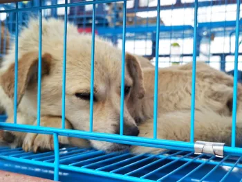 68 dogs saved from Yulin are safe on the rescue truck June 2021
