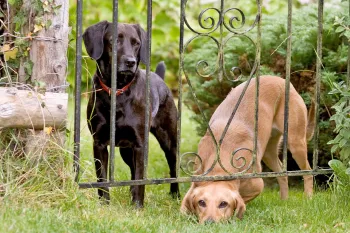 Two bored dogs trying to escape from yard squeeze under fence